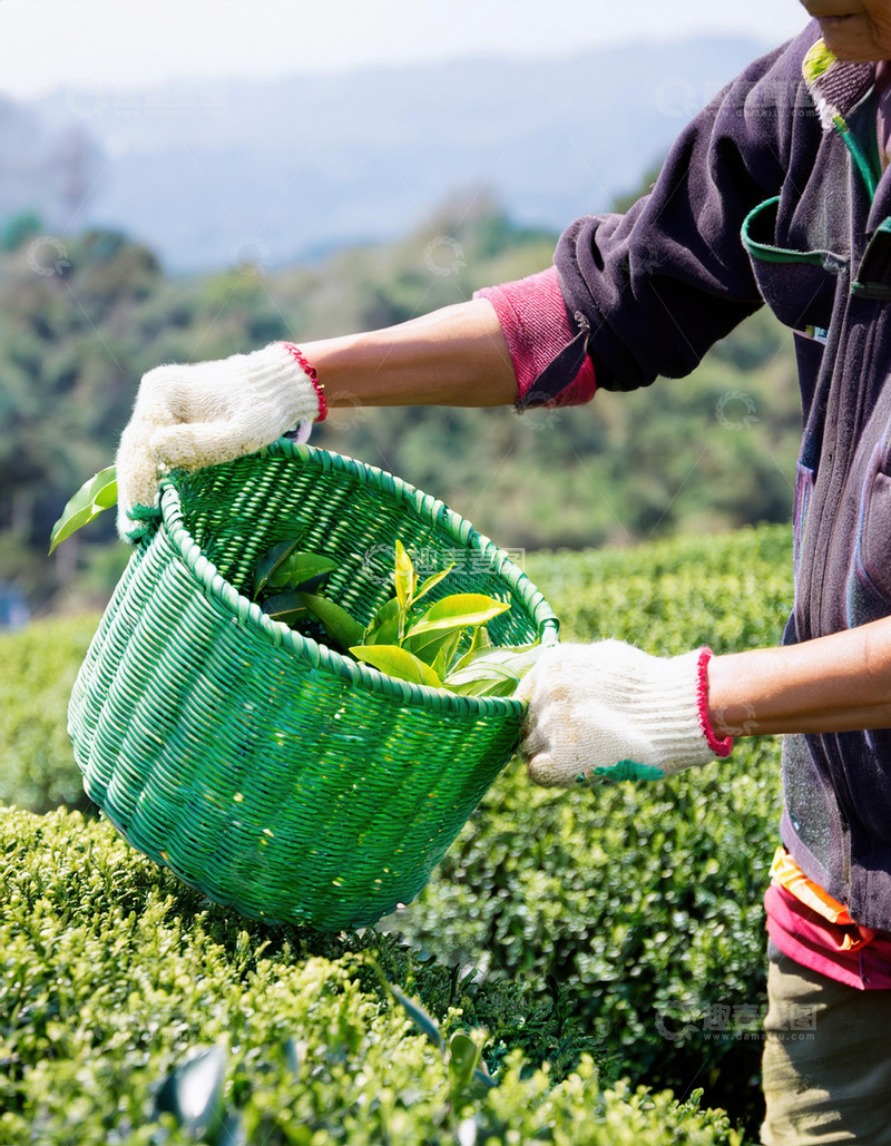 高清大图下载【趣麦麦图】人们戴着手套，双手熟练地从茶树上采摘嫩绿的茶叶