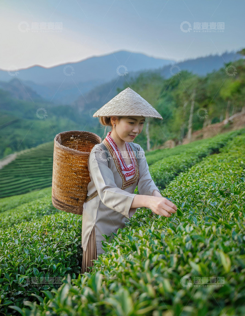 高清大图下载【趣麦麦图】头戴斗笠，背着竹篓的女子在茶园采茶的场景。她们身着传统服饰，专注地采摘茶叶，背景是绿意盎然的梯田式茶园和远处的山峦，画面充满田园诗意