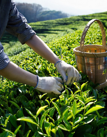 人们戴着手套，双手熟练地从茶树上采摘嫩绿的茶叶3