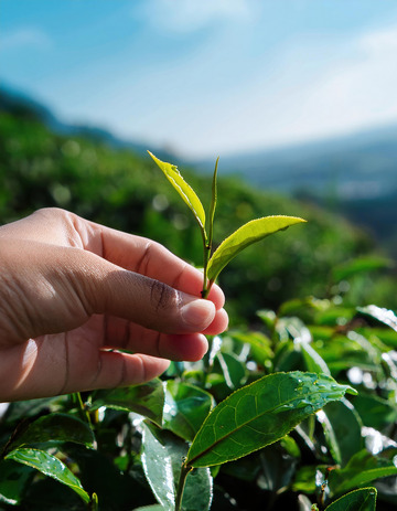 一只只手轻轻捏住嫩绿的茶芽，背景是绿意盎然的茶园和远处的山峦，阳光明媚，展现出茶叶采摘时的清新与自然1