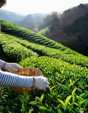 人们戴着手套，双手熟练地从茶树上采摘嫩绿的茶叶4