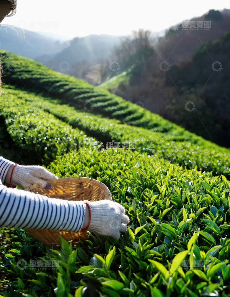 高清大图下载【趣麦麦图】人们戴着手套，双手熟练地从茶树上采摘嫩绿的茶叶4