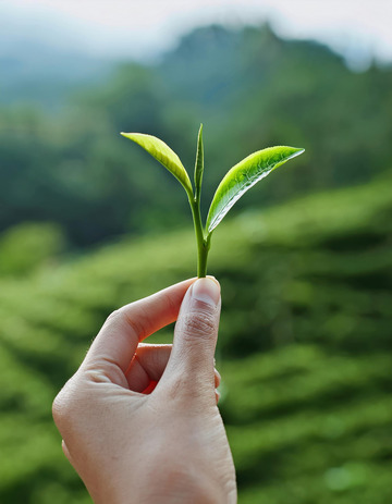 一只只手轻轻捏住嫩绿的茶芽，背景是绿意盎然的茶园和远处的山峦，阳光明媚，展现出茶叶采摘时的清新与自然3