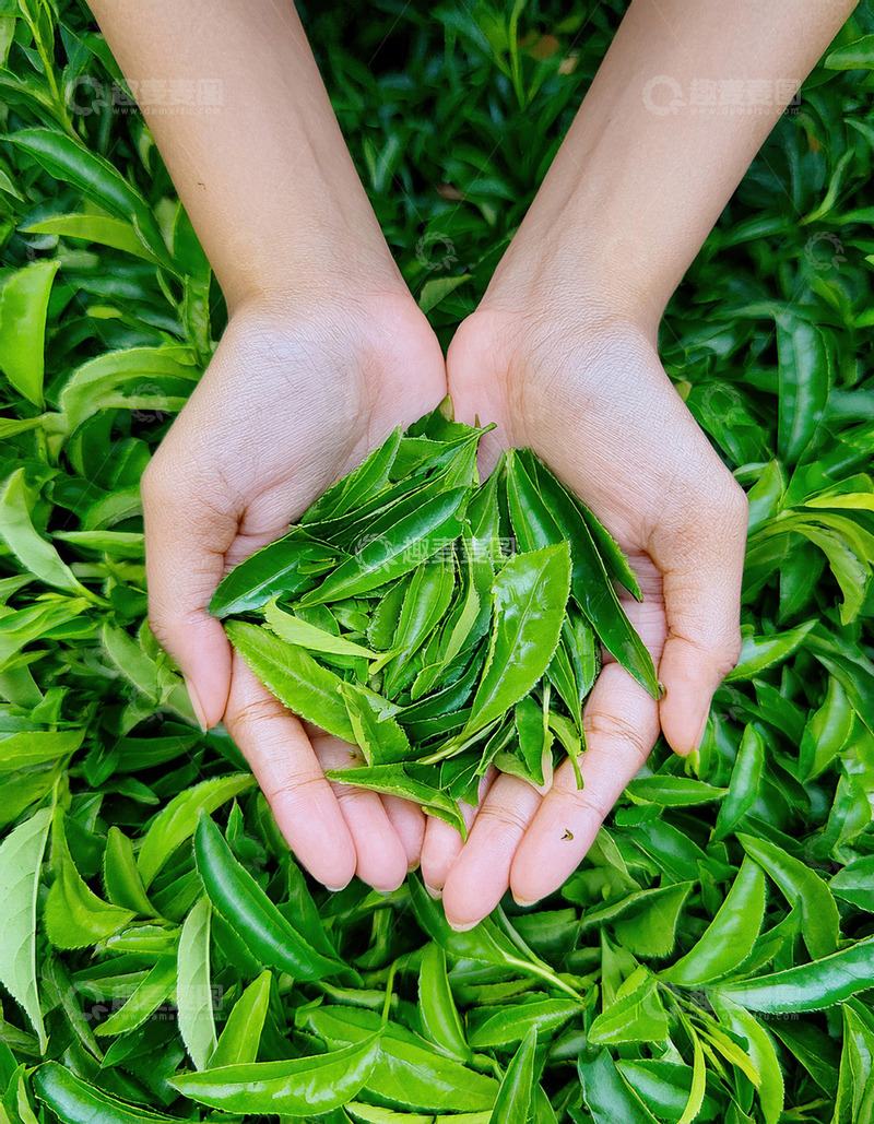 高清大图下载【趣麦麦图】一双手捧着鲜嫩的茶叶，手部下方和周围是茂盛的茶树叶子，整体画面清新自然，凸显出茶叶的鲜嫩与生机