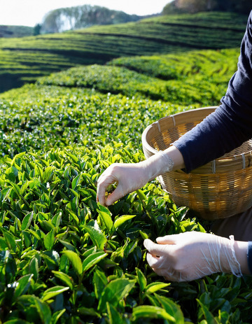 人们戴着手套，双手熟练地从茶树上采摘嫩绿的茶叶2