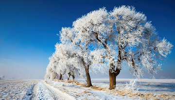 冬日的美丽景象。湛蓝的天空下，一条被积雪覆盖的小路蜿蜒向前，两旁的树木通体挂满了洁白晶莹的雾凇，宛如玉树琼枝，树下的地面上也有一层薄薄的积雪，与远处的田野相连，整个场景纯净而宁静1