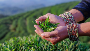 一双手佩戴着多串珠串，手中捧着鲜嫩的茶叶，背景是绿意盎然的茶园和远处的山峦，展现出清新自然的采茶场景
