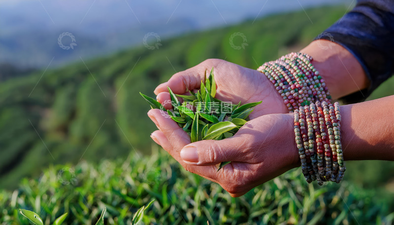 高清大图下载【趣麦麦图】一双手佩戴着多串珠串，手中捧着鲜嫩的茶叶，背景是绿意盎然的茶园和远处的山峦，展现出清新自然的采茶场景