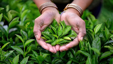 一双手戴着手镯，掌心向上捧着新鲜嫩绿的茶叶，手的周围是茂密的茶树叶子，展现出一幅生动的采茶场景