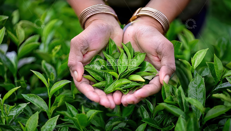 高清大图下载【趣麦麦图】一双手戴着手镯，掌心向上捧着新鲜嫩绿的茶叶，手的周围是茂密的茶树叶子，展现出一幅生动的采茶场景