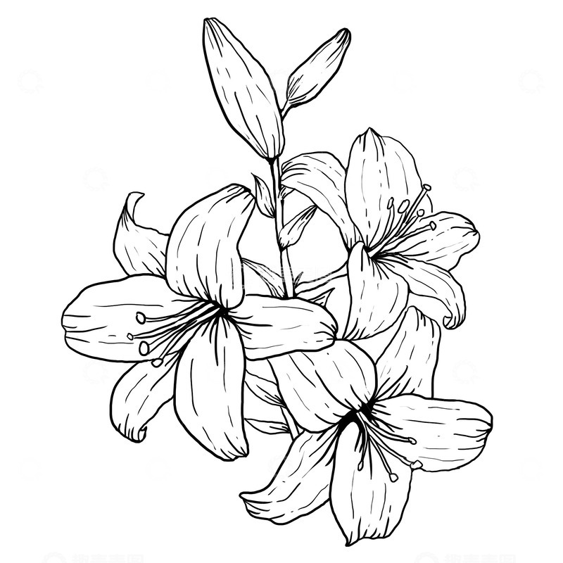 源文件下载【趣麦麦图】线稿插画百合花黑白手绘