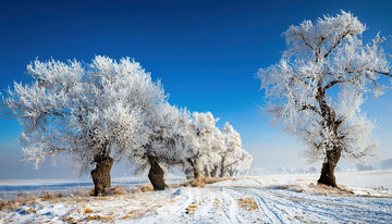 冬日的美丽景象。湛蓝的天空下，一条被积雪覆盖的小路蜿蜒向前，两旁的树木通体挂满了洁白晶莹的雾凇，宛如玉树琼枝，树下的地面上也有一层薄薄的积雪，与远处的田野相连，整个场景纯净而宁静