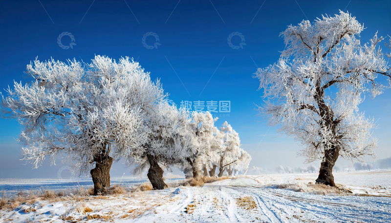 高清大图下载【趣麦麦图】-冬日的美丽景象。湛蓝的天空下，一条被积雪覆盖的小路蜿蜒向前，两旁的树木通体挂满了洁白晶莹的雾凇，宛如玉树琼枝，树下的地面上也有一层薄薄的积雪，与远处的田野相连，整个场景纯净而宁静