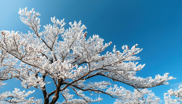 冬日里挂满雾凇的树木，在蓝天的映衬下，树枝银装素裹，宛如盛开的白色花朵，展现出冬日的纯净与美丽1