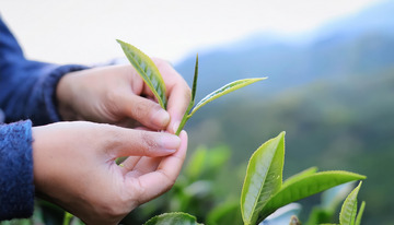 一双手正在茶园中采摘嫩绿茶叶的场景。手部动作专注，背景是层层叠叠的茶树和远处的山峦，呈现出一派田园风光