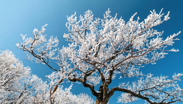 冬日里挂满雾凇的树木，在蓝天的映衬下，树枝银装素裹，宛如盛开的白色花朵，展现出冬日的纯净与美丽2