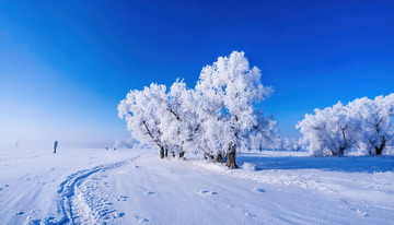 蓝天之下，几棵树木通体挂满洁白的雾凇，宛如巨大的白色珊瑚，矗立在被白雪覆盖的大地上，营造出一种静谧