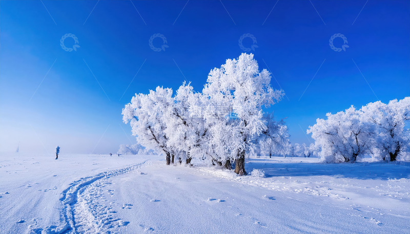 高清大图下载【趣麦麦图】蓝天之下，几棵树木通体挂满洁白的雾凇，宛如巨大的白色珊瑚，矗立在被白雪覆盖的大地上，营造出一种静谧