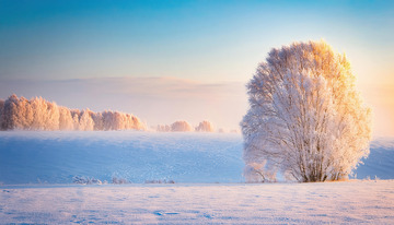 一棵挂满雾凇的树木矗立在雪地中，在柔和的晨光映照下，泛着淡淡的金色光芒，远处还有几棵同样被雾凇覆盖的树木，天空呈现出温暖的蓝橙色渐变1