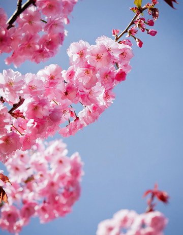 柔美的樱花姿态