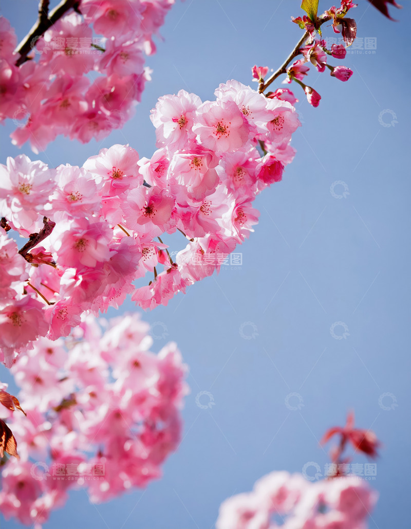 高清大图下载【趣麦麦图】柔美的樱花姿态