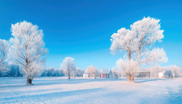 一棵挂满雾凇的树木矗立在雪地中，在柔和的晨光映照下，泛着淡淡的金色光芒，远处还有几棵同样被雾凇覆盖的树木，天空呈现出温暖的蓝橙色渐变2