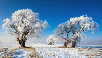 冬日的美丽景象。湛蓝的天空下，一条被积雪覆盖的小路蜿蜒向前，两旁的树木通体挂满了洁白晶莹的雾凇，宛如玉树琼枝，树下的地面上也有一层薄薄的积雪，与远处的田野相连，整个场景纯净而宁静2