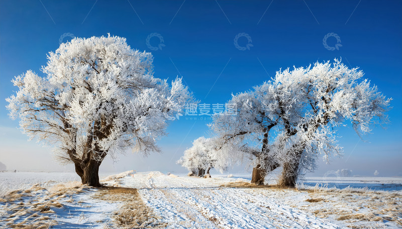 高清大图下载【趣麦麦图】-冬日的美丽景象。湛蓝的天空下，一条被积雪覆盖的小路蜿蜒向前，两旁的树木通体挂满了洁白晶莹的雾凇，宛如玉树琼枝，树下的地面上也有一层薄薄的积雪，与远处的田野相连，整个场景纯净而宁静2