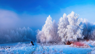 蓝天下，几棵高大的树木被厚厚的雾凇包裹，宛如冰雪雕琢的艺术品，在阳光的映照下闪烁着晶莹的光泽。远处，雾气弥漫，给整个场景增添了一层朦胧的美感，营造出一种静谧2