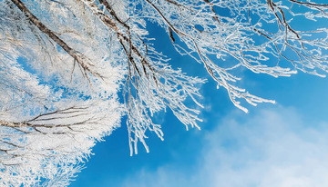 蓝天为背景，洁白的雾凇附着在树枝上，形态各异，有的如冰晶般剔透，有的似花朵般绽放，展现出冬日独特的美丽与纯净