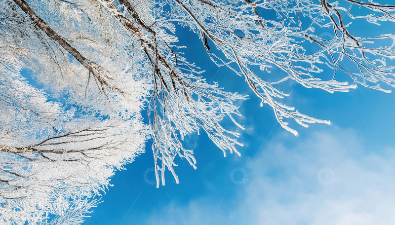 高清大图下载【趣麦麦图】蓝天为背景，洁白的雾凇附着在树枝上，形态各异，有的如冰晶般剔透，有的似花朵般绽放，展现出冬日独特的美丽与纯净