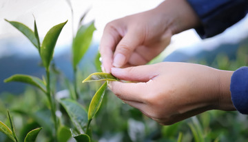 一双手正在茶园中采摘嫩绿茶叶的场景。手部动作专注，背景是层层叠叠的茶树和远处的山峦，呈现出一派田园风光1