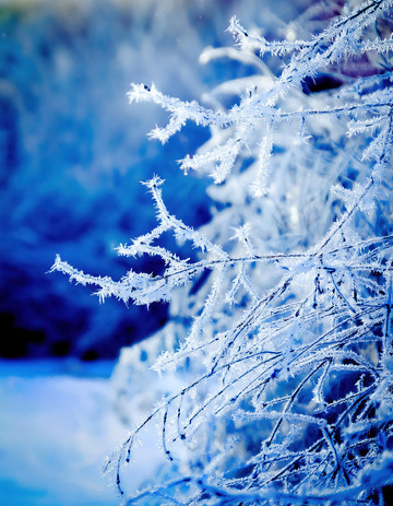 形态优美的雾凇，背景透着蓝紫色调，雾凇如霜花般精致，尽显冬日的浪漫与静谧