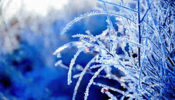 冬日里被雾凇覆盖的植物枝条。这些枝条上挂满了细密晶莹的冰晶，在光影的作用下闪烁着微光，背景呈现出蓝紫色的朦胧色调，营造出一种精致且梦幻的冬日氛围