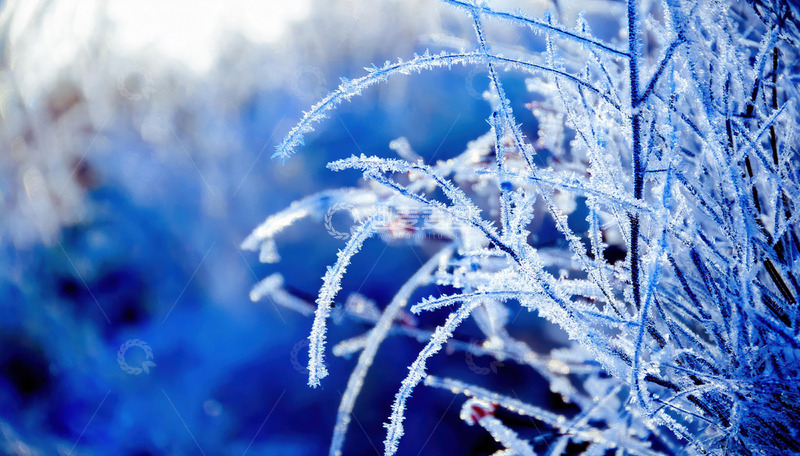 高清大图下载【趣麦麦图】-冬日里被雾凇覆盖的植物枝条。这些枝条上挂满了细密晶莹的冰晶，在光影的作用下闪烁着微光，背景呈现出蓝紫色的朦胧色调，营造出一种精致且梦幻的冬日氛围