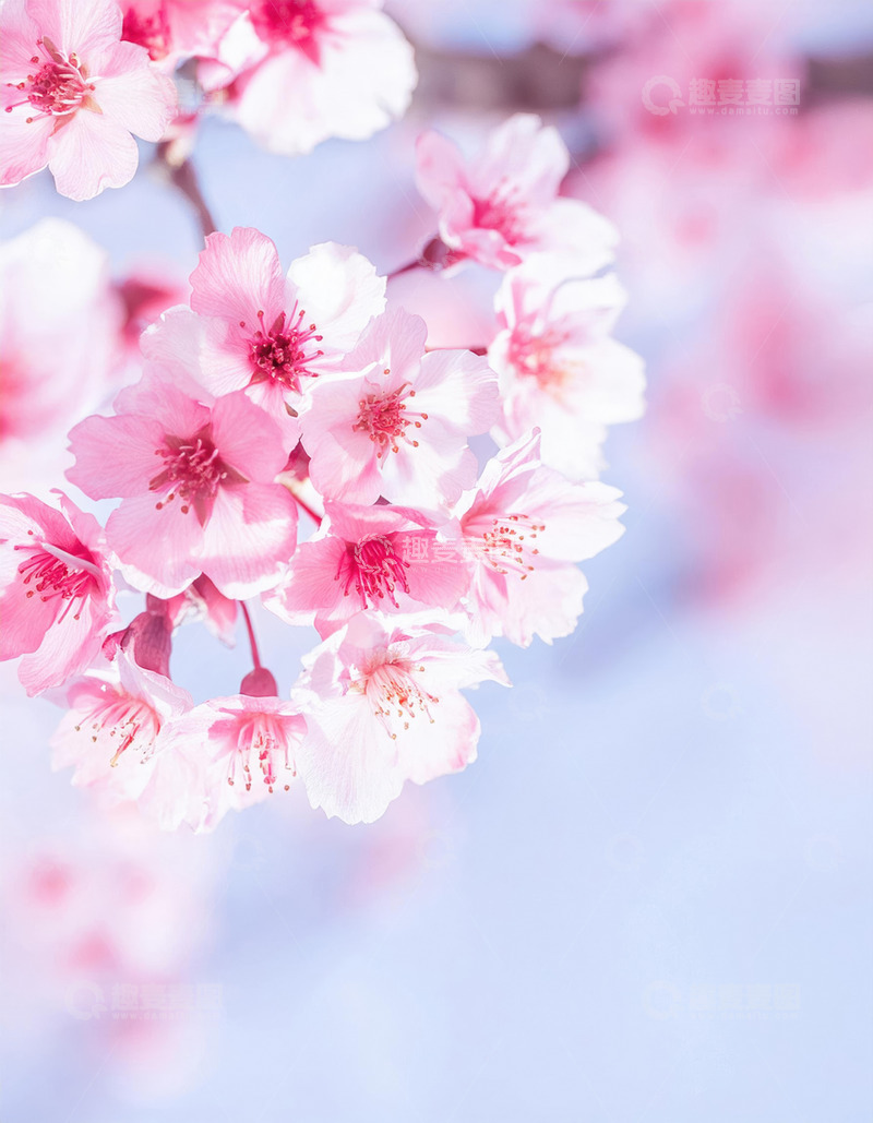 高清大图下载【趣麦麦图】娇美的粉色樱花