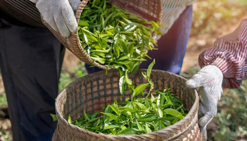 戴手套者用竹篮采装茶叶场景图