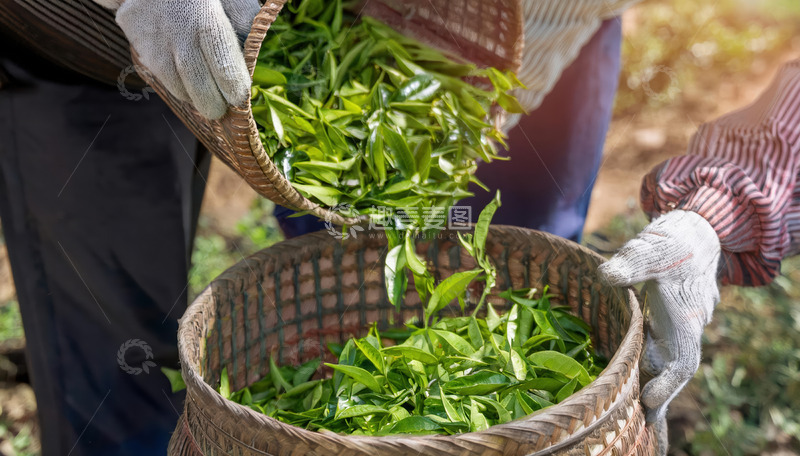 高清大图下载【趣麦麦图】戴手套者用竹篮采装茶叶场景图