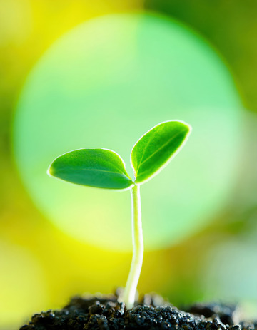一株嫩绿的幼苗从深色土壤中生长而出，背景是柔和的黄绿渐变光晕，展现出蓬勃的生命力与新生的希望