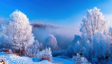蓝天下，几棵高大的树木被厚厚的雾凇包裹，宛如冰雪雕琢的艺术品，在阳光的映照下闪烁着晶莹的光泽。远处，雾气弥漫，给整个场景增添了一层朦胧的美感，营造出一种静谧