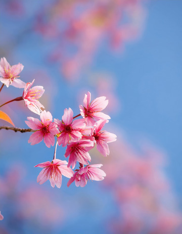 绚丽的樱花绽放