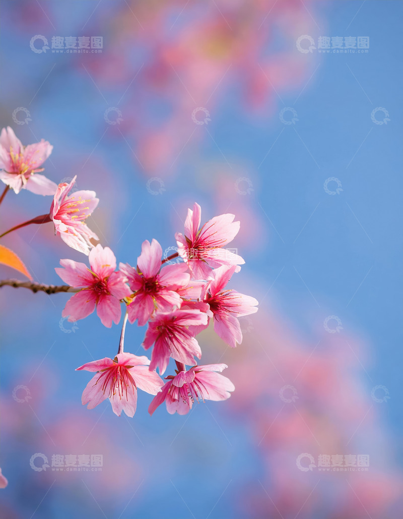 高清大图下载【趣麦麦图】绚丽的樱花绽放