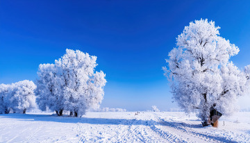 蓝天之下，几棵树木通体挂满洁白的雾凇，宛如巨大的白色珊瑚，矗立在被白雪覆盖的大地上，营造出一种静谧2