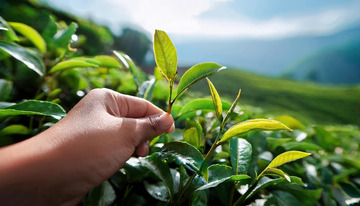 一只手正在茶园中采摘茶叶，手指捏住嫩绿的茶叶，背景是郁郁葱葱的茶树和远处隐约可见的山峦，阳光洒下