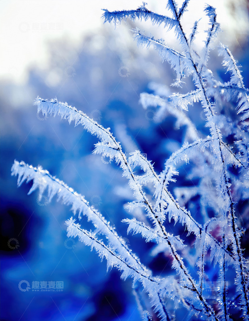 高清大图下载【趣麦麦图】形态优美的雾凇，背景透着蓝紫色调，雾凇如霜花般精致，尽显冬日的浪漫与静谧1
