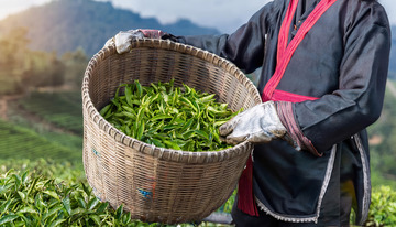 手戴手套在茶园装茶叶画面