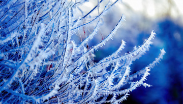 冬日里被雾凇覆盖的植物枝条。这些枝条上挂满了细密晶莹的冰晶，在光影的作用下闪烁着微光，背景呈现出蓝紫色的朦胧色调，营造出一种精致且梦幻的冬日氛围1