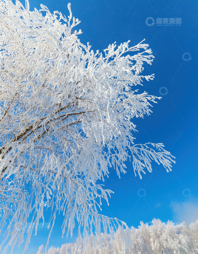 高清大图下载【趣麦麦图】蓝天映衬雾凇景