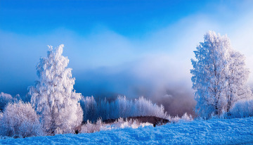 蓝天下，几棵高大的树木被厚厚的雾凇包裹，宛如冰雪雕琢的艺术品，在阳光的映照下闪烁着晶莹的光泽。远处，雾气弥漫，给整个场景增添了一层朦胧的美感，营造出一种静谧1