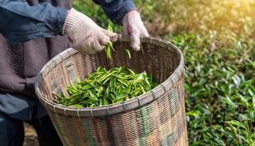 用竹篮采装嫩绿茶叶景象